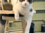 Tucker blue white Proven - Maine Coon Cat For Sale - Locust Grove&comma; OK&comma; US