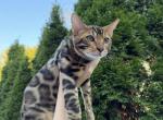 Bengal Boy - Bengal Kitten For Sale - 