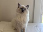 TICA Blue Mitted Girl Laken - Ragdoll Kitten For Sale - 