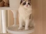 Queen Victoria - Ragdoll Kitten For Sale - Franklin&comma; OH&comma; US