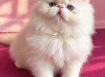 Aslan - Persian Kitten For Sale - Los Angeles&comma; CA&comma; US
