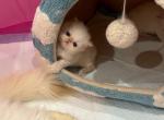 Blue Eyed Persian Beauties - Persian Kitten For Sale - Tarzana&comma; CA&comma; US