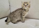 Scottish kittens - Scottish Straight Kitten For Adoption - Edgewood&comma; WA&comma; US