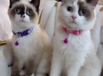 Ragdoll kittens - Ragdoll Kitten For Sale - 