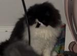 Neashama - Persian Kitten For Sale - Oklahoma City&comma; OK&comma; US
