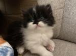 Duchess - Persian Kitten For Sale - Las Vegas&comma; NV&comma; US