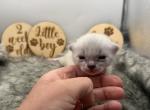 Helix - Bengal Kitten For Sale - ME&comma; US