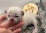 Remy - Bengal Kitten For Sale - ME&comma; US