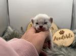 Dex - Bengal Kitten For Sale - ME&comma; US
