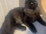 Juniper - Siberian Kitten For Sale - Davie&comma; FL&comma; US