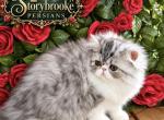 Bullet - Persian Kitten For Sale - 