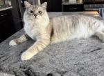 Ragdoll male - Ragdoll Kitten For Sale - 