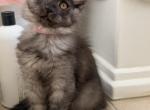 Jane - Maine Coon Kitten For Sale - Wrightstown&comma; NJ&comma; US