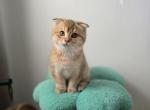 Brutto - Scottish Fold Kitten For Sale - Levittown&comma; PA&comma; US