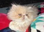 Remington - Persian Kitten For Sale - Oklahoma City&comma; OK&comma; US
