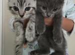 Beautiful Silver Tabby Scottish Straight Kittens - Scottish Straight Kitten For Sale - 