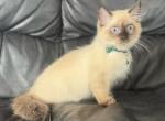 Seal ragdoll - Ragdoll Kitten For Sale - Barberton&comma; OH&comma; US