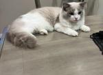Gaston - Ragdoll Kitten For Sale - San Diego&comma; CA&comma; US