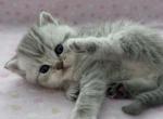 Milo - Scottish Straight Kitten For Sale - Jacksonville&comma; FL&comma; US