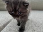Knight - Scottish Straight Kitten For Sale - 