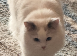 Rocky - Ragdoll Kitten For Adoption - Georgetown&comma; TX&comma; US