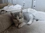 No name - Siberian Cat For Adoption - Maple Valley&comma; WA&comma; US