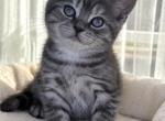 Simba - Scottish Straight Kitten For Sale - Chicago&comma; IL&comma; US