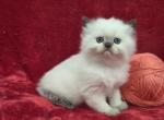 Rose - Himalayan Kitten For Sale - Bridgewater&comma; VA&comma; US