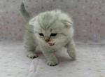 Toby - Scottish Fold Kitten For Sale - 
