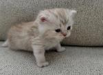 Daisy - Scottish Straight Kitten For Sale - 