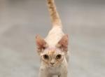 Mr Gold - Devon Rex Kitten For Sale - Bernalillo&comma; NM&comma; US