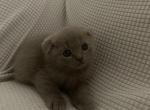 Scottish fold - Scottish Fold Kitten For Sale - Antioch&comma; CA&comma; US