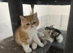 Exotic short hair kittens - Exotic Kitten For Sale - Las Vegas&comma; NV&comma; US