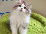 Toffee - Minuet Kitten For Sale - 
