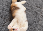 Dolly - British Shorthair Kitten For Sale - San Jose&comma; CA&comma; US