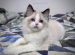 Molly - Ragdoll Kitten For Sale - Tuscaloosa&comma; AL&comma; US