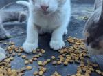 Angel's Kitten 4 - Khao Manee Kitten For Sale - Canton&comma; TX&comma; US