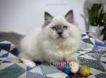 Norberta - Ragdoll Kitten For Sale - Tuscaloosa&comma; AL&comma; US