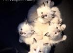 Dauphin Ragdolls' Kittens - Ragdoll Kitten For Sale - Riverside&comma; CA&comma; US