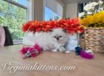 Kitten girl - Siberian Kitten For Sale - Aldie&comma; VA&comma; US