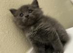 Tommie - Nebelung Kitten For Sale - Riverside&comma; CA&comma; US