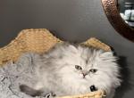 Shaded Silver Chinchilla Dollfaced Dearheart linea - Persian Kitten For Sale - Gearhart&comma; OR&comma; US
