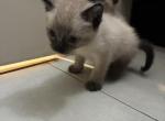 Boba and mookie - Siamese Kitten For Sale - 