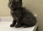 Tommie - Nebelung Kitten For Sale - West Covina&comma; CA&comma; US