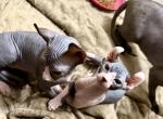 Penny Elf Bi color Female - Sphynx Kitten For Sale - 
