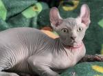 Elf Sphynx - Sphynx Kitten For Sale - Miami&comma; FL&comma; US