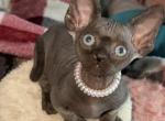 Bambino female cat - Bambino Kitten For Sale - Miami&comma; FL&comma; US