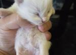 RESERVED Peralta - Ragdoll Kitten For Sale - Columbia&comma; MD&comma; US