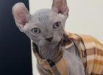 Elf sph - Sphynx Kitten For Sale - Miami&comma; FL&comma; US