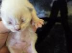 Blue Point Girl - Ragdoll Kitten For Sale - Columbia&comma; MD&comma; US